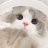 猫猫头